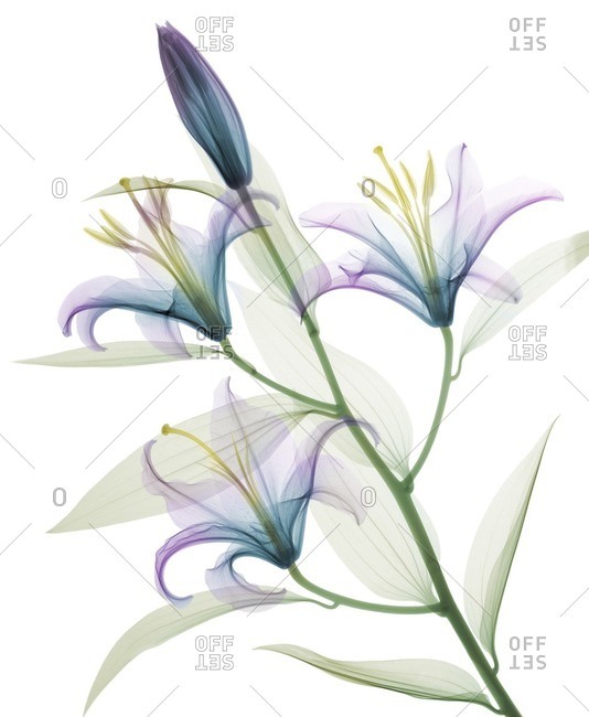 Oriental stargazer lily (Lilium sp.), colored X-ray.