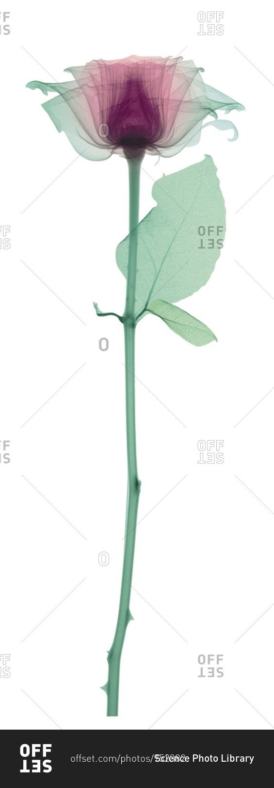 Rose with a long stem and one leaf, colored X-ray.