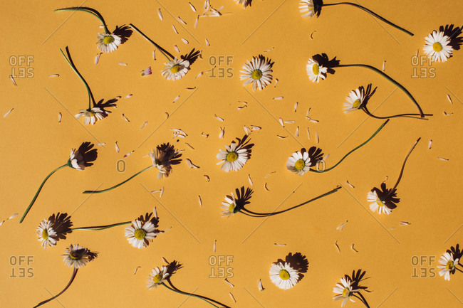 Daisy flowers and petals on yellow background