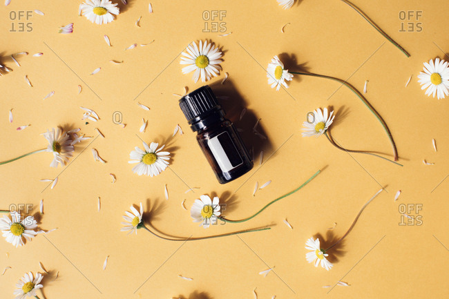 Daisy flowers and petals on yellow background with vial of essential oil