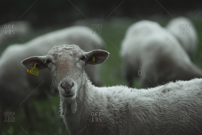 Cute sheep looking at the camera while grazing