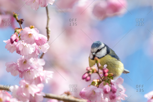 A blue tit sits on a beautiful branch with cherry blossoms.