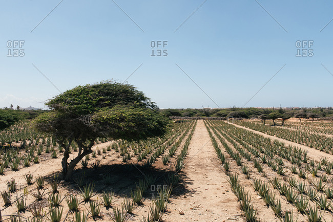 Rows of aloe vera plants being cultivated for beauty products