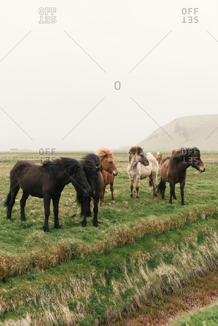 A group of Icelandic horses gathered on a windswept farm in Iceland