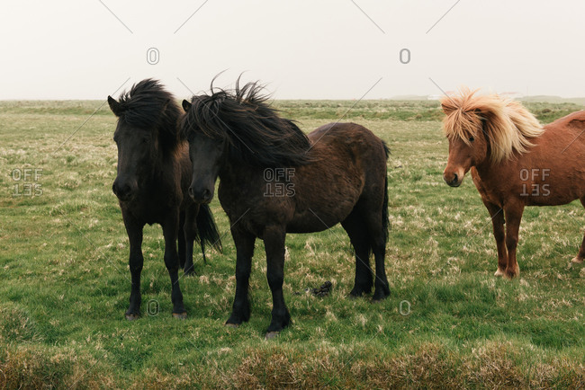 A trio of Icelandic horses stand together on a windy grass pasture