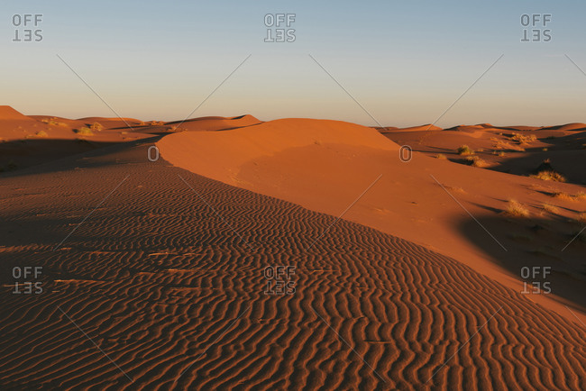 The barren dunes of the Sahara desert with golden glow from sunrise