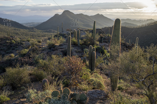 Sunrise over desert landscape with cactus at Gates Pass, Arizona.