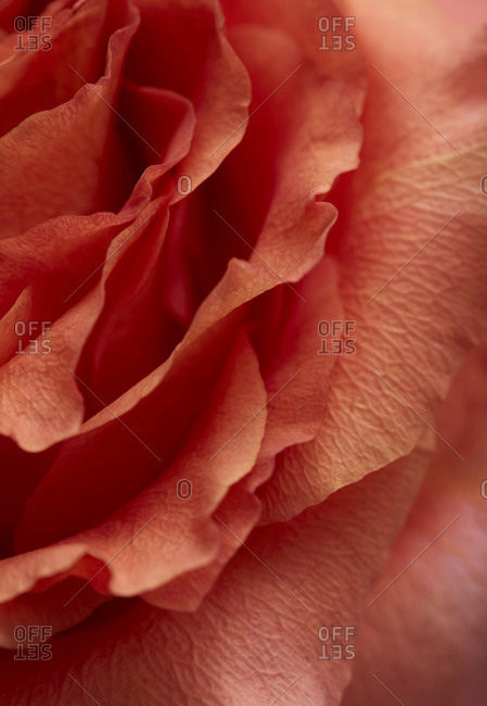 Bloom of Rose Petals Up Close