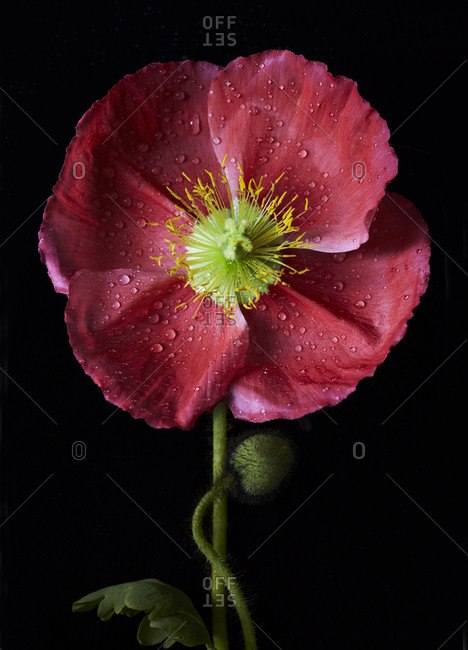 Poppy Bloom Detail on Black with Water Drops