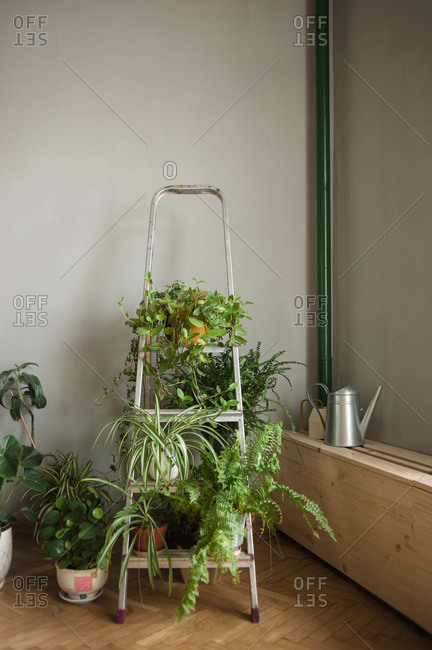 Folding ladder used as shelve for home plants in urban jungle interior
