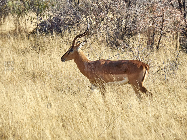 Gazelle walking in the savannah- Etosha National Park-  Namibia