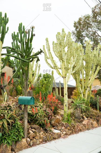 A yard landscaped with drought resistant plants including cactus and succulents with a teal mailbox in the foreground