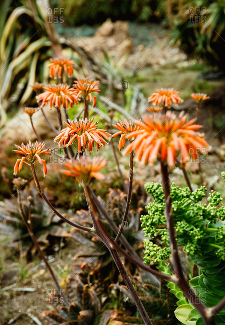Flowering aloe maculata (soap aloe) plants in a garden