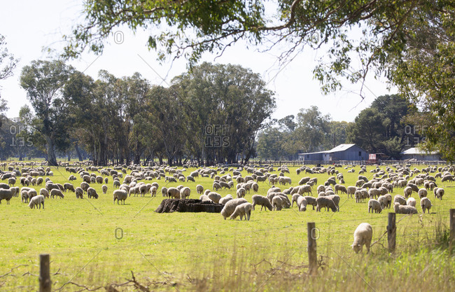sheep farming in australia