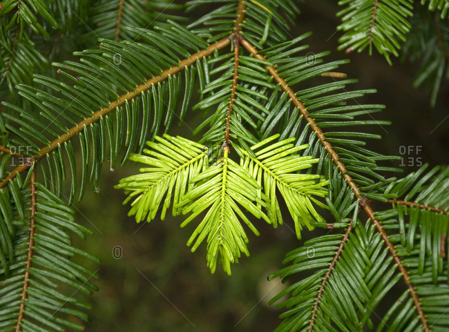 New spring growth on a branch of fir tree, Victoria, Vancouver island, British Columbia