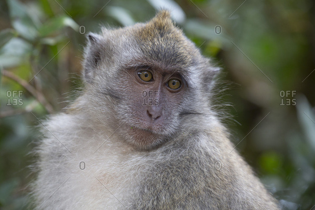 Close-up of a macaque monkey in the rain forest in Langkawi, Malaysia, Southeast Asia, Asia