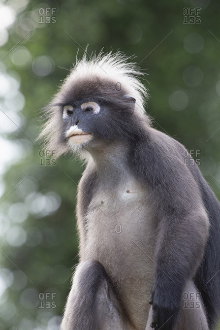 File:Baby of dusky leaf monkey, spectacled langur, or spectacled