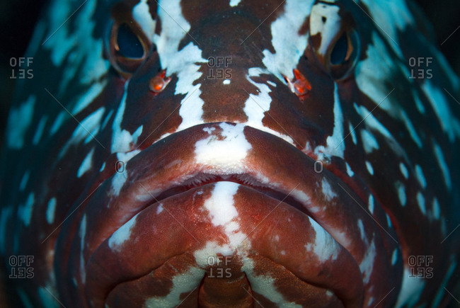 Low light close up photo of Nassau grouper (Epinephelus striatus), Cordelia Bank, Roatan, Bay Islands (Islas de la Bahia), Honduras, Central America