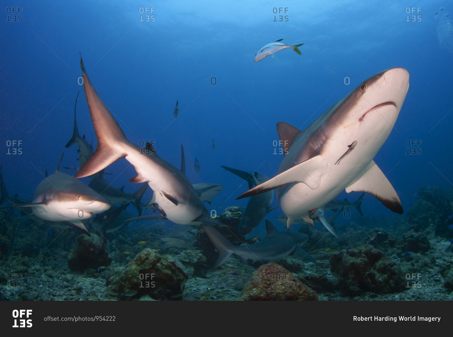 School of Caribbean reef shark (Carcharhinus perezi), scuba diving at Cordelia Bank, Roatan, Islas de la Bahia, Bay Islands (Islas de la Bahia), Honduras, Central America