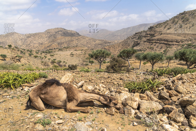 Camel resting in the desert, Dallol, Danakil Depression, Afar Region, Ethiopia, Africa