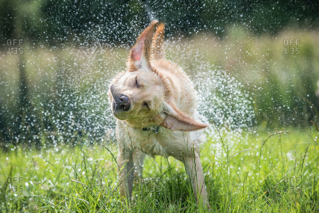 Golden Labrador shaking off water, United Kingdom, Europe