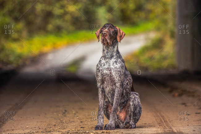 Portrait of a Pointer sitting in the afternoon sunlight, United Kingdom, Europe