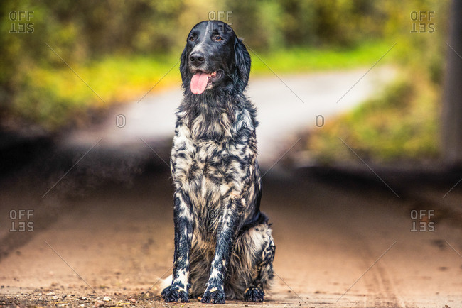 Portrait of an English Setter sitting in the afternoon sunlight, United Kingdom, Europe