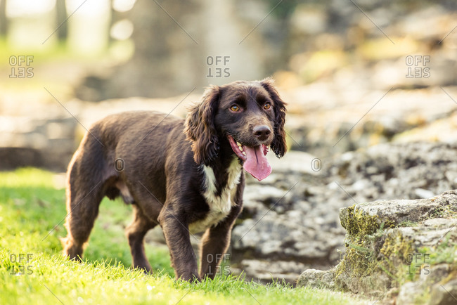 Spaniel panting in the afternoon sunlight, United Kingdom, Europe