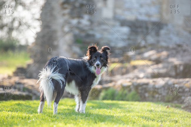 Collie standing in the afternoon sunlight, United Kingdom, Europe