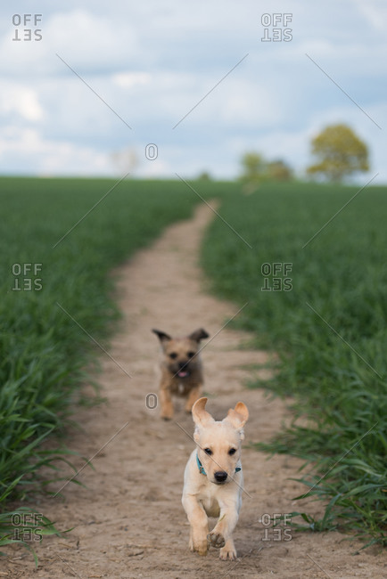 Golden Labrador puppy playing with a Border Terrier in a field, United Kingdom, Europe