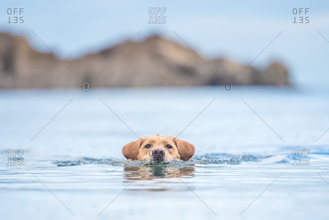Golden Labrador swimming with only head out of the water, United Kingdom, Europe
