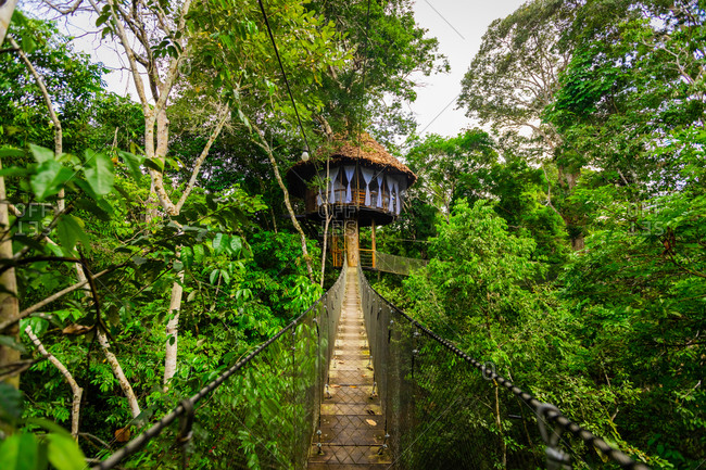 One of the tree houses at the Tree House Lodge in the Amazon Jungle, Peru, South America