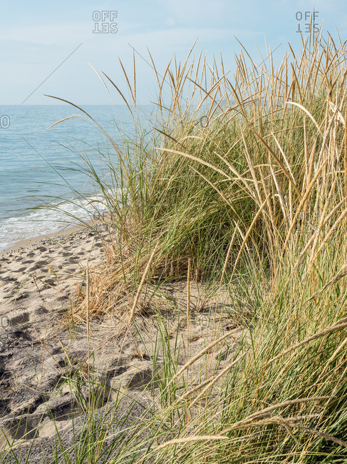 Sea grasses on a Lake Michigan beach, Sleeping Bear Dunes National Park, Glen Arbor, Michigan, United States of America, North America