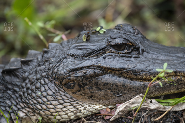 Alligator in Barataria Swamp, New Orleans, Louisiana, United States of America, North America