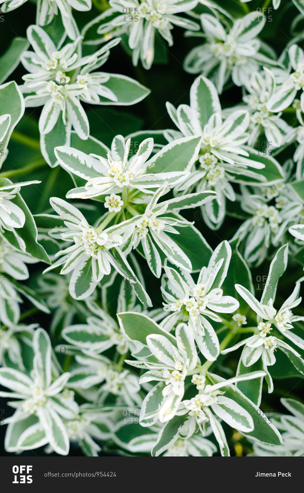 Close up to a lighted field of white flowers and green
leaves stock photo - OFFSET