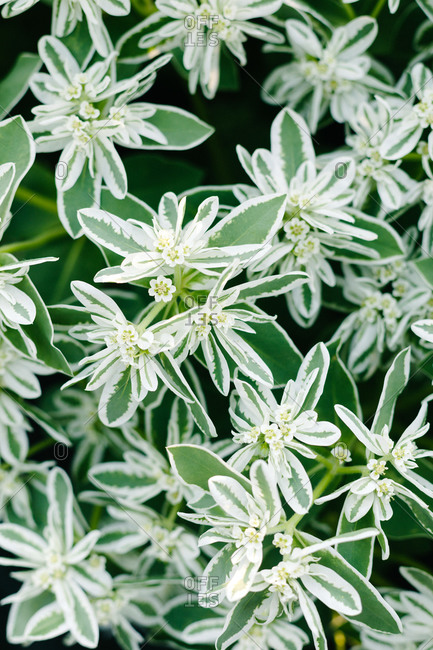 Close up to a lighted field of white flowers and green leaves