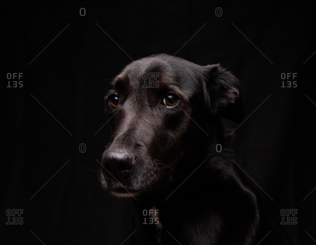 black lab puppies with brown eyes