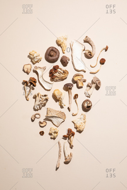 Variety of dried mushrooms on a pale background with harsh light