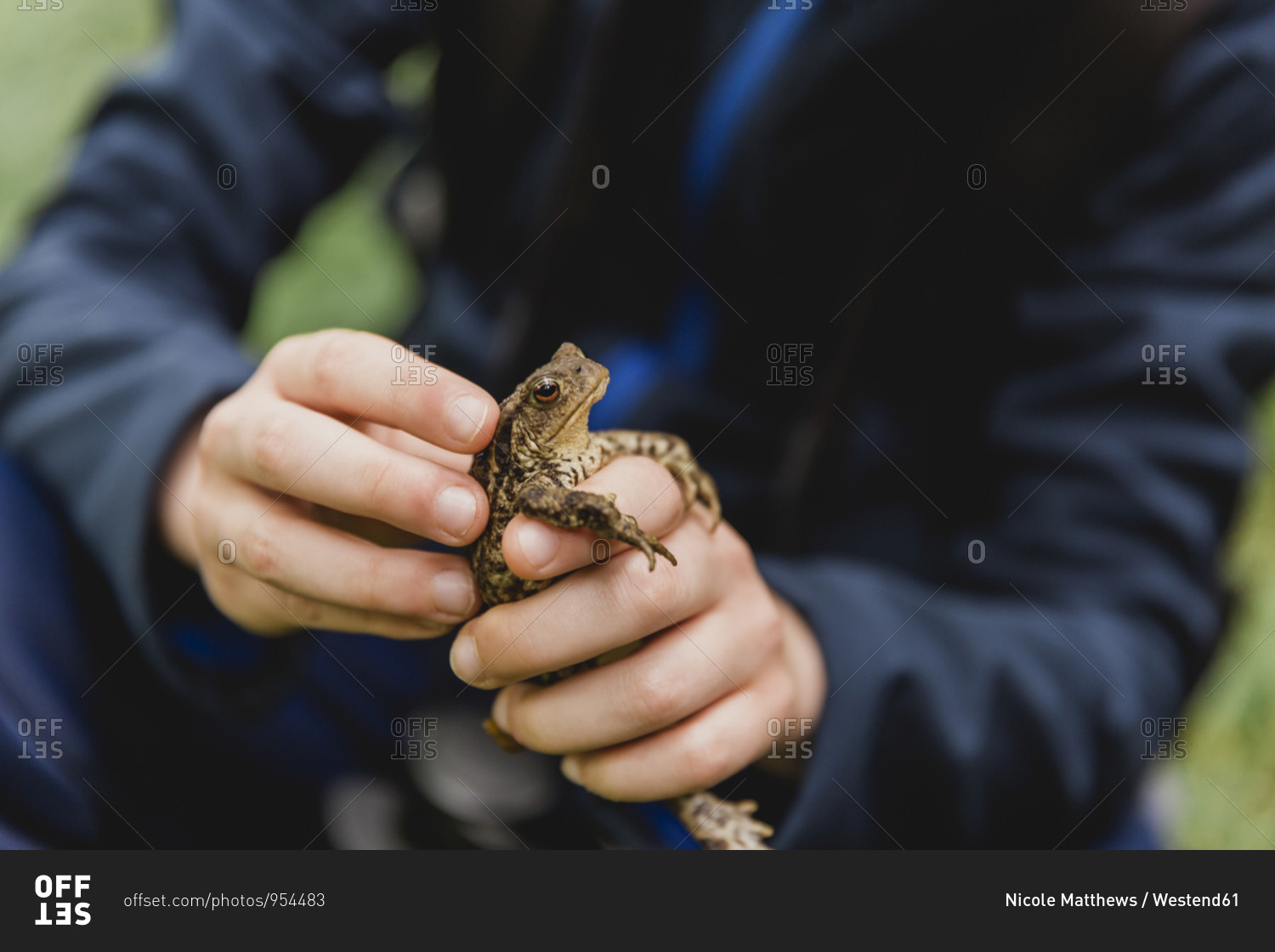 Boy's hands holding toad- Cairngorms- Scotland- UK