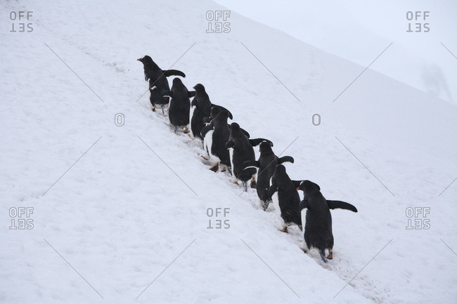 funny penguin stock photos - OFFSET