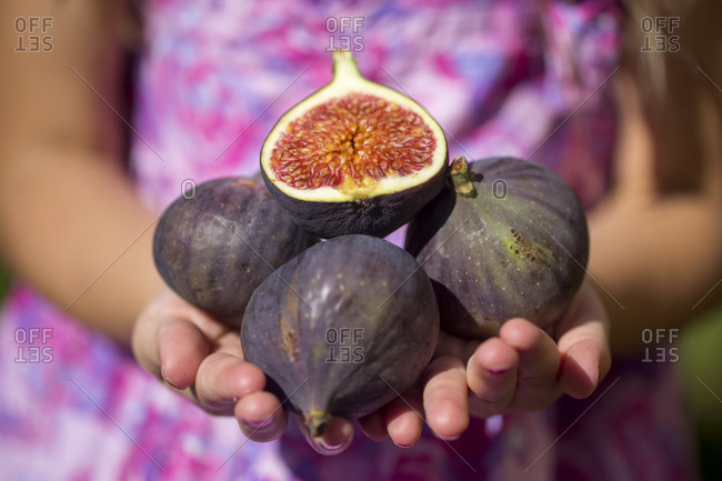 Child holding figs- close-up