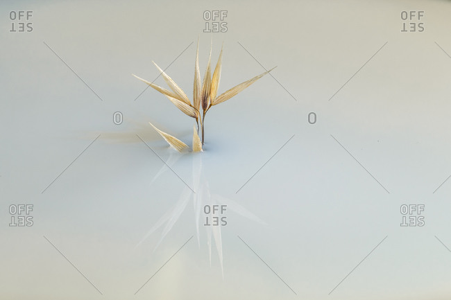 Minimalistic dry oat plant in milky liquid reflecting on mirror surface