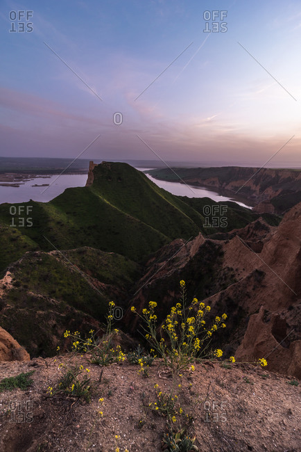 Small yellow flowers growing against green grassy hill in peaceful nature near ancient tower ruins on a sunset seacoast landscape