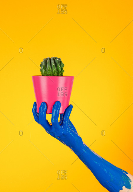 Faceless person with blue painted hand demonstrating flowerpot with green prickly cactus in studio on yellow background