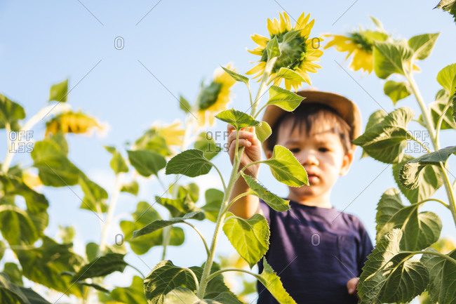 Cheerful little boy in casual clothes and hat standing in green sunflowers field