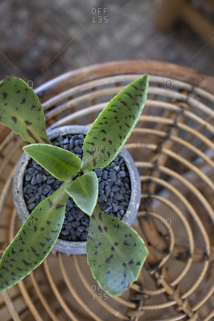 Overhead view of a potted plant with green leaves and black spots