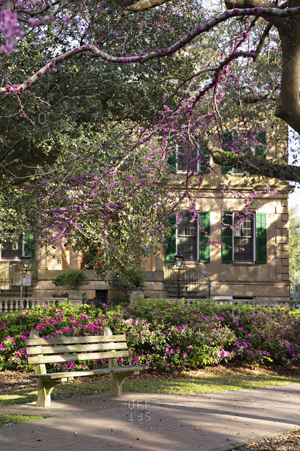 Historic home exterior by city park with purple blooming flowers and blossoming trees in spring