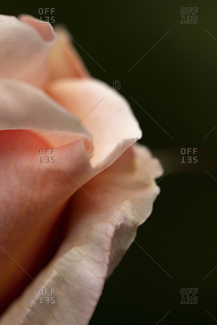 Close up of pastel pink flower petals
