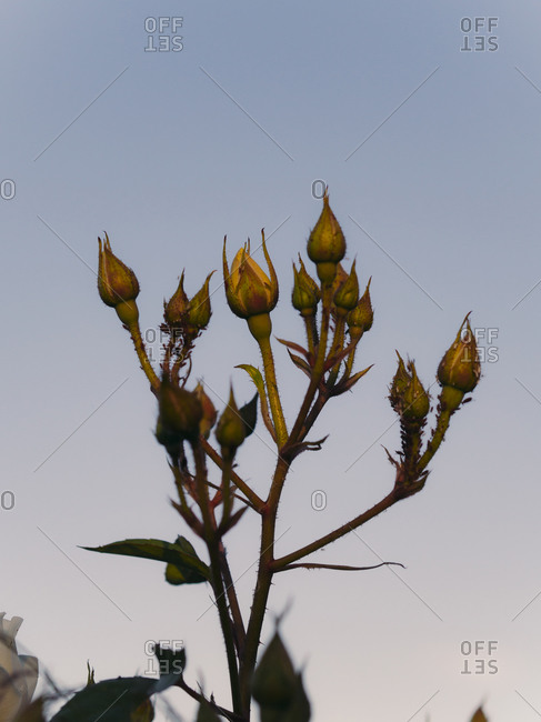 Rose buds getting ready to bloom