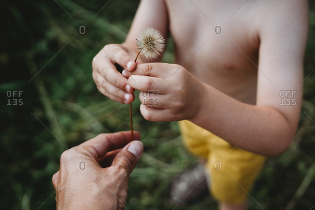 Close up of hands of young child and mother picking up dandelion